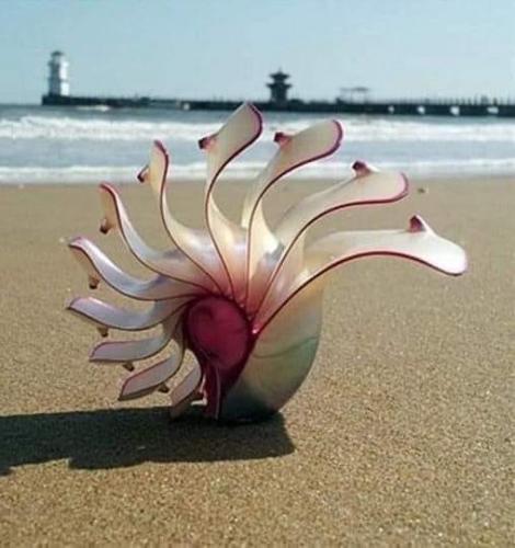 Rare Rose Nautilus Natural Conch Shell