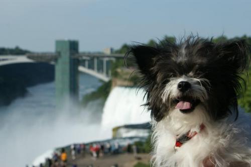 Lil' Dude Niagara Falls