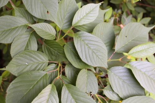 Joy Harrison's Cover Photos » Savior Connect