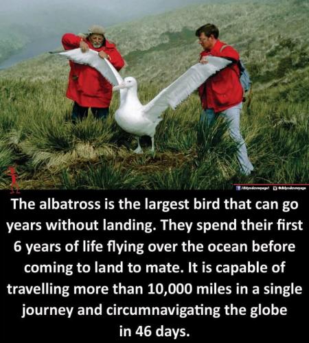 Albatrose