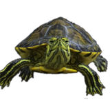 Bob Turtle